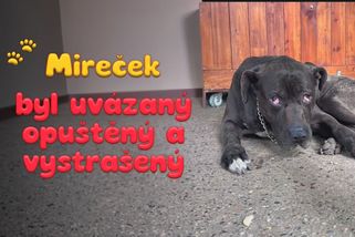 Oči plné strachu a zlomené srdce. Vystrašeného Mirečka nechal majitel uvázaného před útulkem | Útulek DogPlanet Mělník